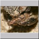 Sitona sp - Ruesselkaefer 03 5mm.jpg